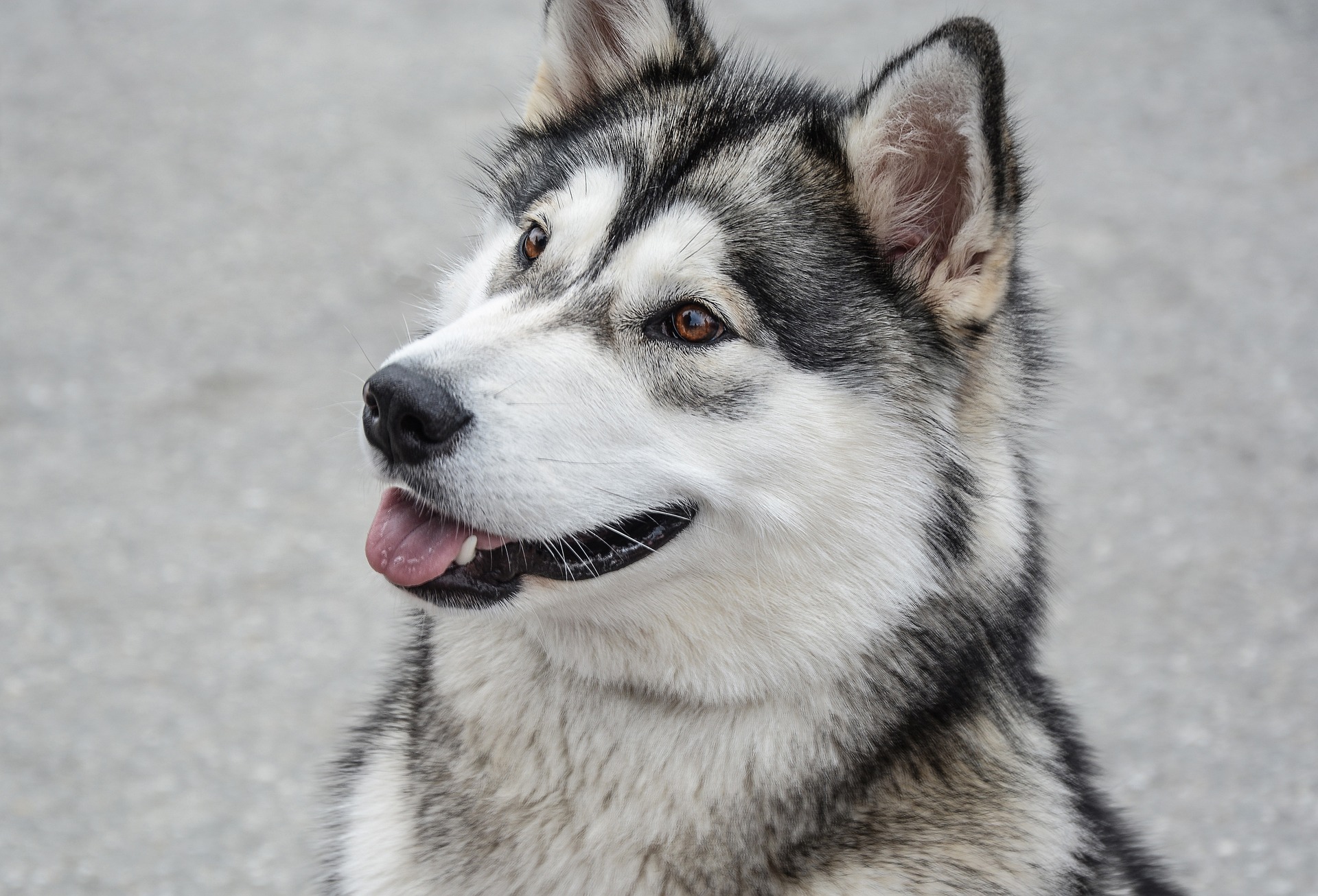 Anuk the Alaskan Malamute